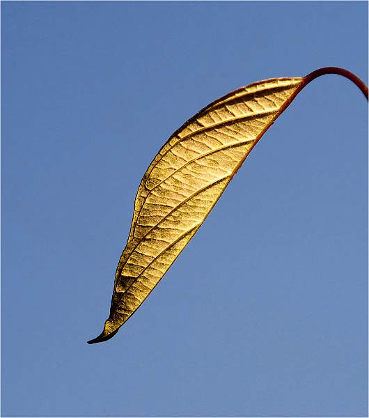 AUTUMN LEAF.jpg